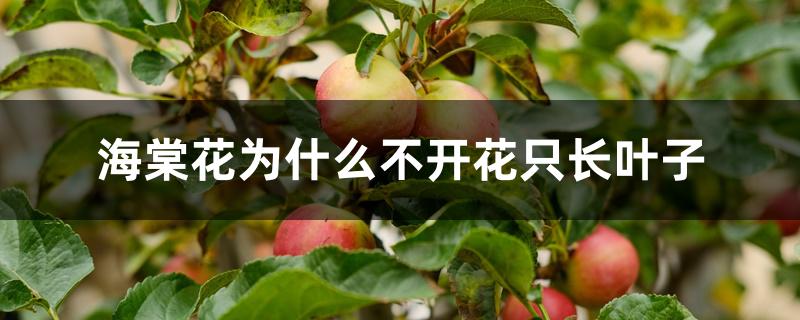 海棠花为什么不开花只长叶子 海棠花为什么不开花只长叶子