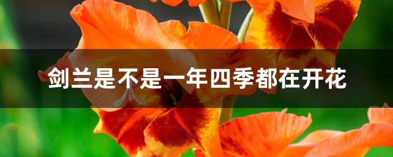 剑兰是不是一年四季都在开花 剑兰是不是一年四季都在开花