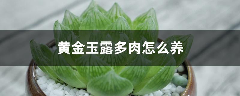 黄金玉露多肉怎么养 黄金玉露多肉怎么养