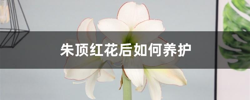 朱顶红花后如何养护 朱顶红花后如何养护