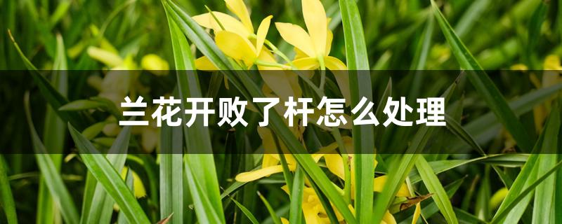 兰花开败了杆怎么处理 兰花开败了杆怎么处理