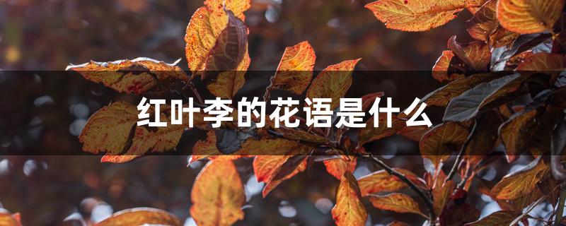 红叶李的花语是什么 红叶李的花语是什么