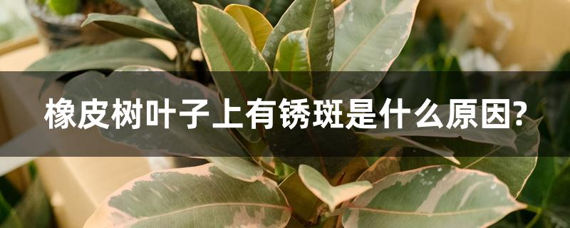 橡皮树叶子上有锈斑是什么原因? 橡皮树叶子上有锈斑是什么原因?