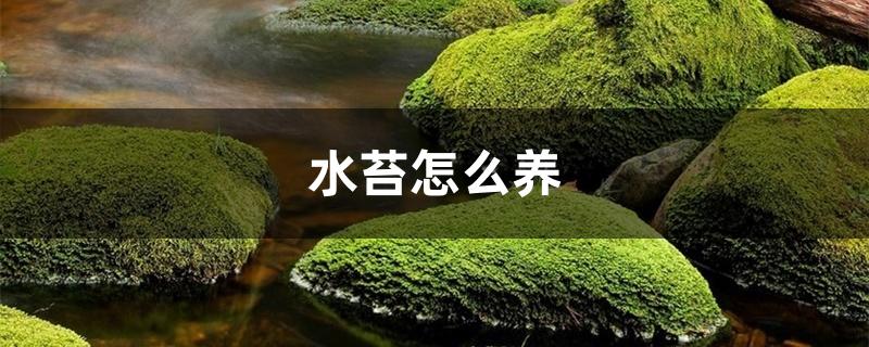 水苔怎么养 水苔怎么养