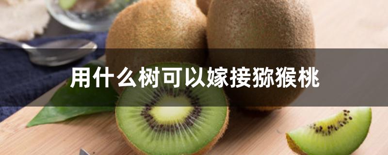用什么树可以嫁接猕猴桃 用什么树可以嫁接猕猴桃