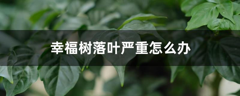 幸福树落叶严重怎么办 幸福树落叶严重怎么办