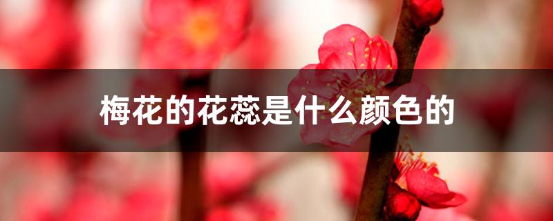 梅花的花蕊是什么颜色的 梅花的花蕊是什么颜色的