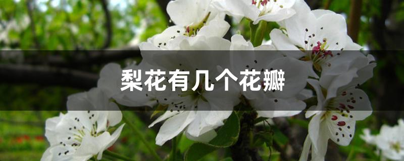 梨花有几个花瓣 梨花有几个花瓣