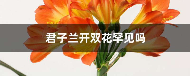 君子兰开双花罕见吗 君子兰开双花罕见吗