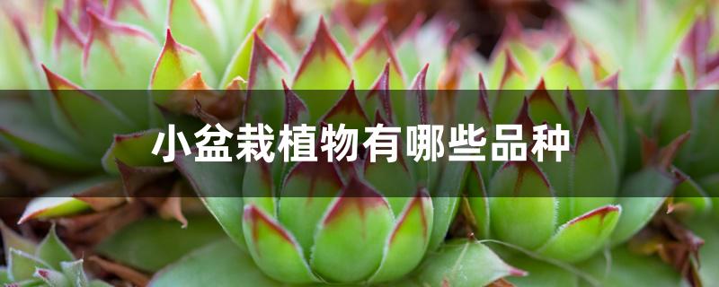 小盆栽植物有哪些品种 小盆栽植物有哪些品种
