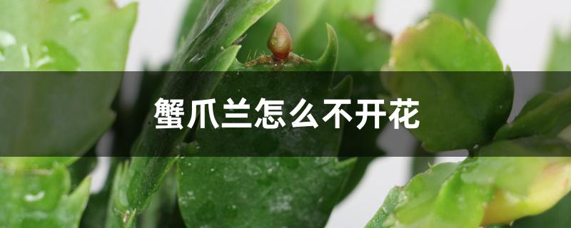 蟹爪兰怎么不开花 蟹爪兰怎么不开花