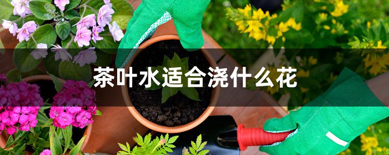 茶叶水适合浇什么花 茶叶水适合浇什么花