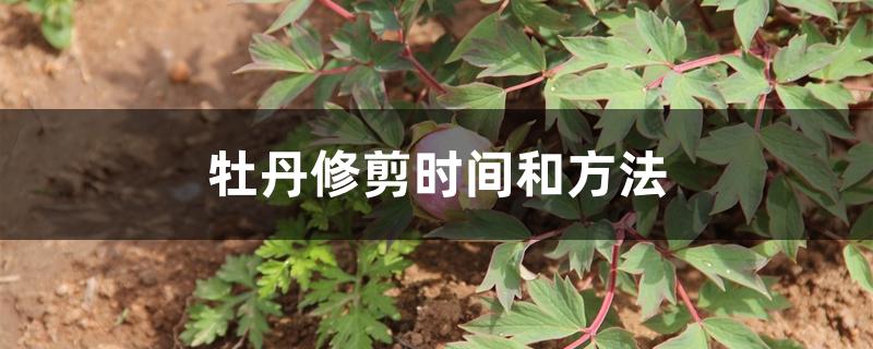 牡丹修剪时间和方法 牡丹修剪时间和方法