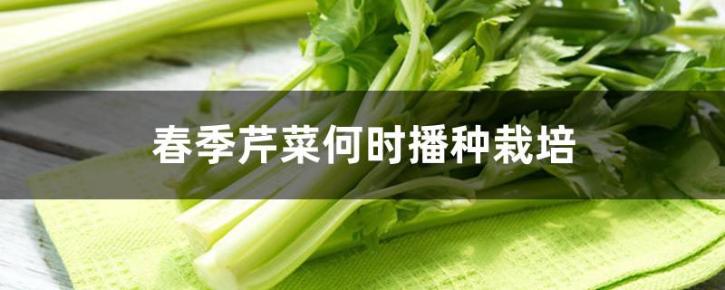 春季芹菜何时播种栽培