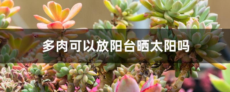 多肉可以放阳台晒太阳吗 多肉可以放阳台晒太阳吗