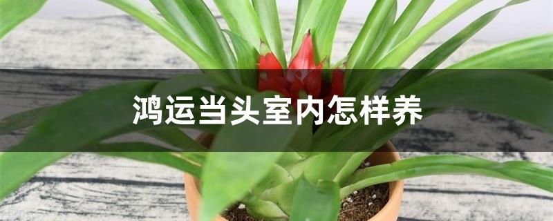 鸿运当头室内怎样养 鸿运当头室内怎样养