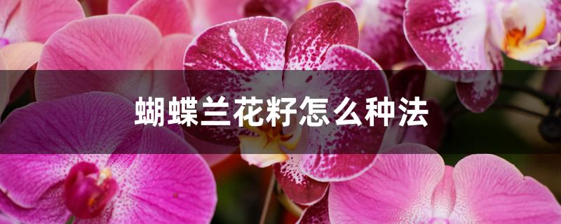 蝴蝶兰花籽怎么种法 蝴蝶兰花籽怎么种法