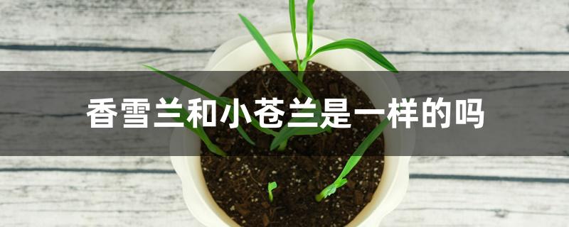 香雪兰和小苍兰是一样的吗 香雪兰和小苍兰是一样的吗