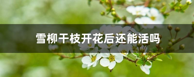 雪柳干枝开花后还能活吗 雪柳干枝开花后还能活吗