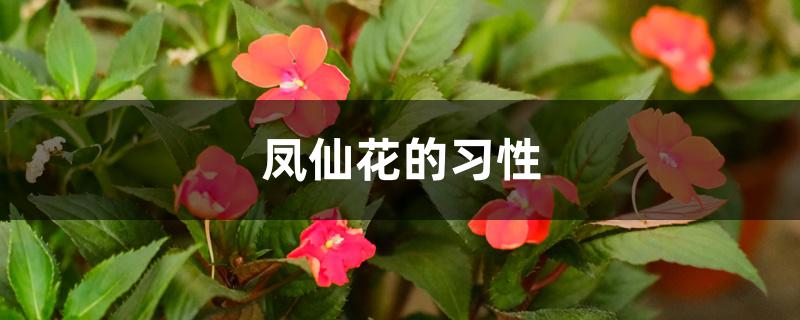 凤仙花的习性 凤仙花的习性