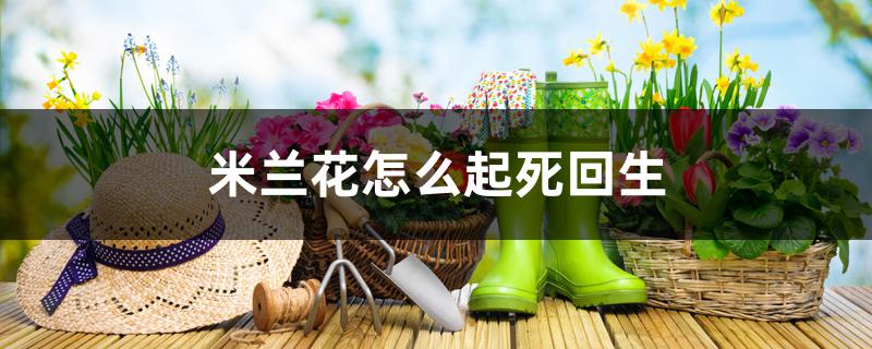 米兰花怎么起死回生 米兰花怎么起死回生