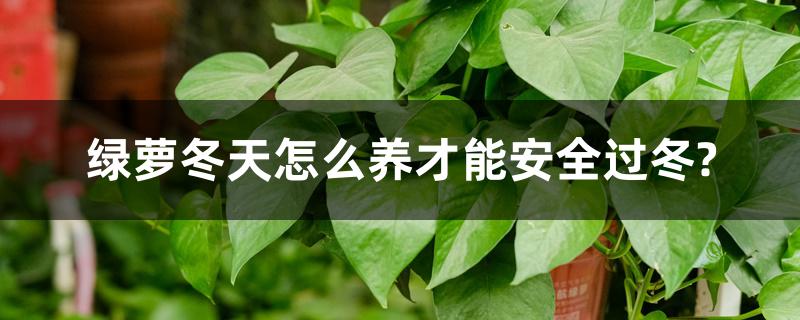 绿萝冬天怎么养才能安全过冬? 绿萝冬天怎么养才能安全过冬?