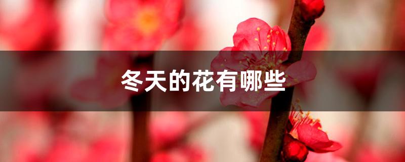 冬天的花有哪些 冬天的花有哪些