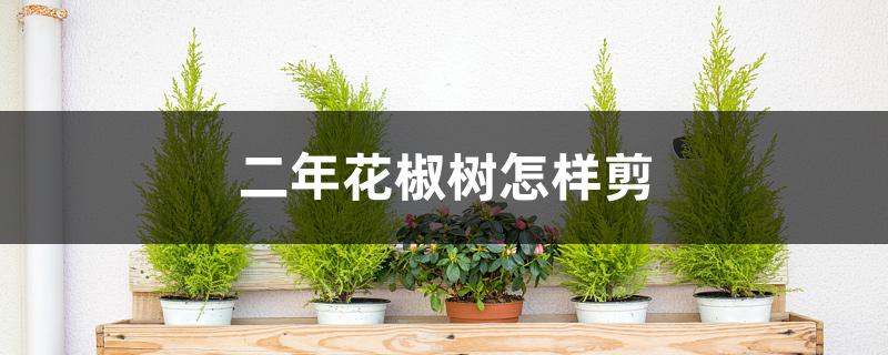 二年花椒树怎样剪 二年花椒树怎样剪
