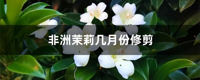 非洲茉莉几月份修剪 非洲茉莉几月份修剪