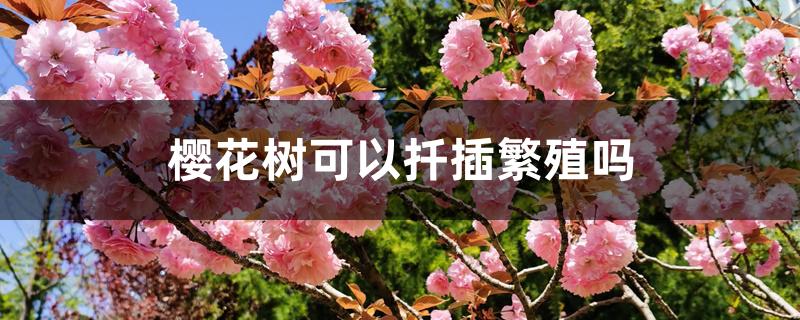 樱花树可以扦插繁殖吗 樱花树可以扦插繁殖吗