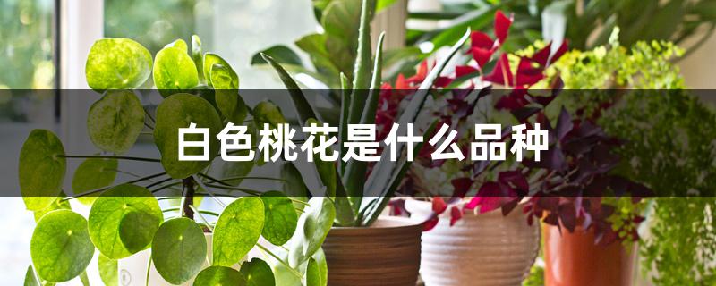 白色桃花是什么品种