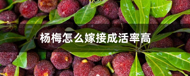 杨梅怎么嫁接成活率高 杨梅怎么嫁接成活率高