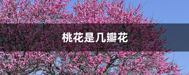 桃花是几瓣花 桃花是几瓣花