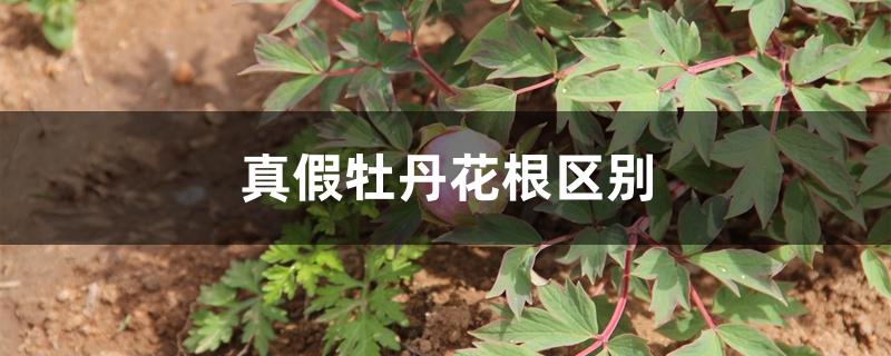 真假牡丹花根区别 真假牡丹花根区别