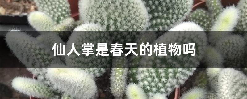 仙人掌是春天的植物吗 仙人掌是春天的植物吗