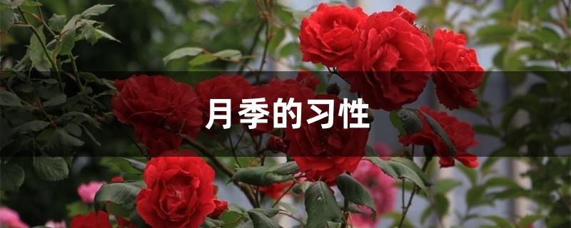 月季的习性 月季的习性