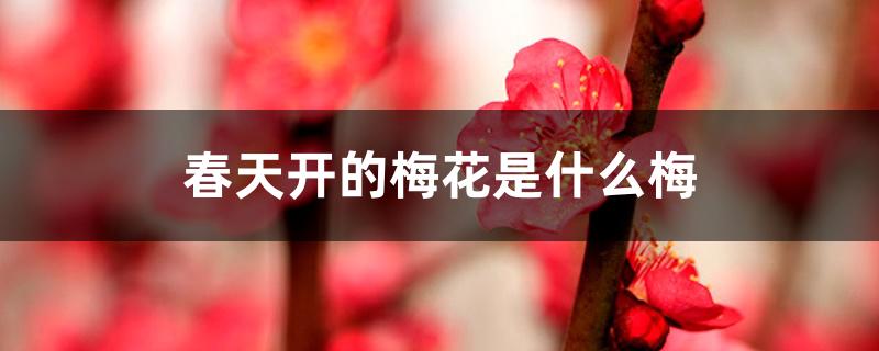 春天开的梅花是什么梅 春天开的梅花是什么梅