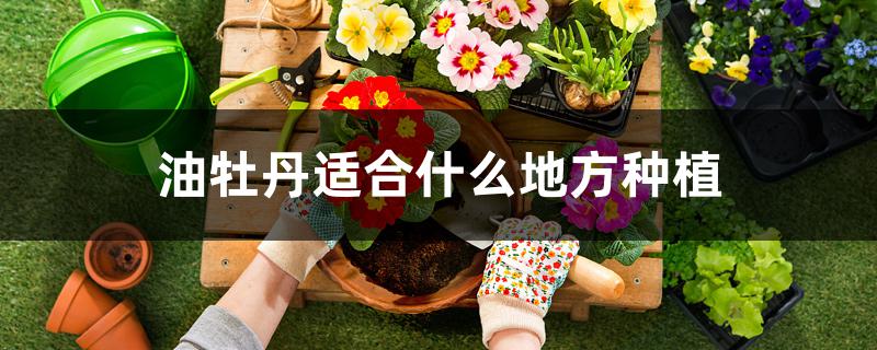 油牡丹适合什么地方种植 油牡丹适合什么地方种植