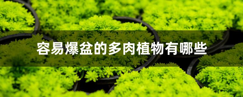 容易爆盆的多肉植物有哪些 容易爆盆的多肉植物有哪些