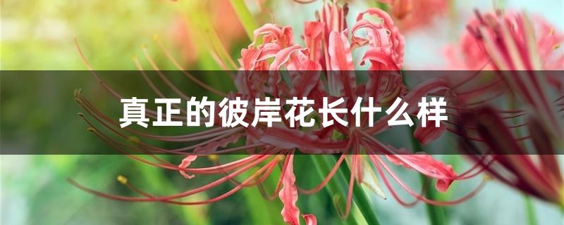 真正的彼岸花长什么样 真正的彼岸花长什么样
