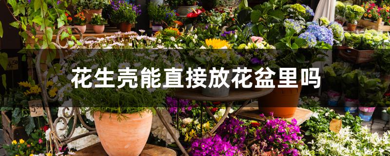 花生壳能直接放花盆里吗 花生壳能直接放花盆里吗