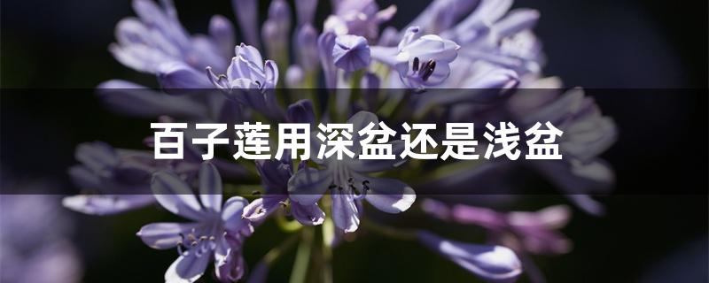 百子莲用深盆还是浅盆 百子莲用深盆还是浅盆