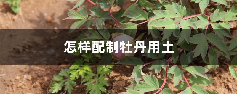 怎样配制牡丹用土 怎样配制牡丹用土