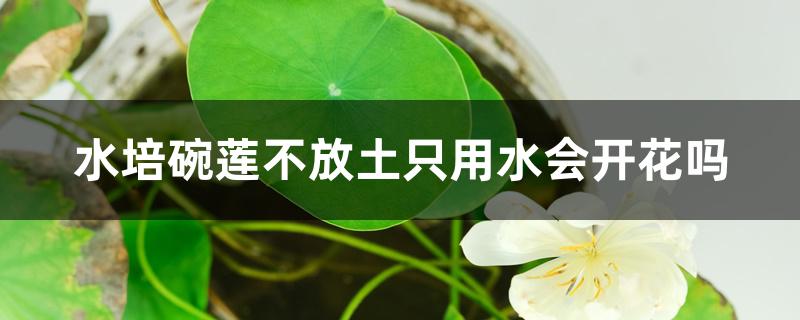水培碗莲不放土只用水会开花吗 水培碗莲不放土只用水会开花吗