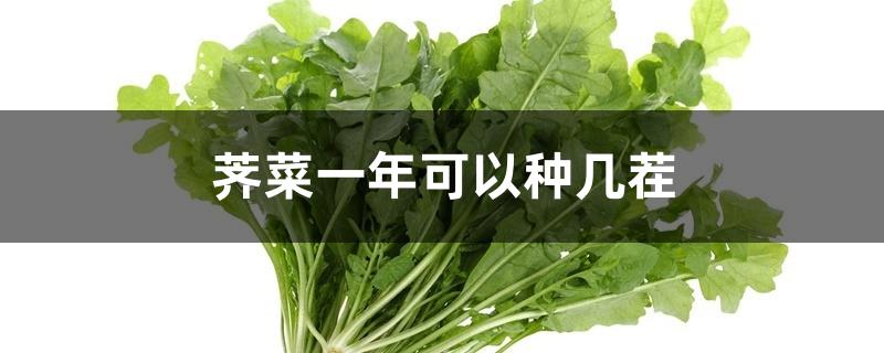 荠菜一年可以种几茬 荠菜一年可以种几茬