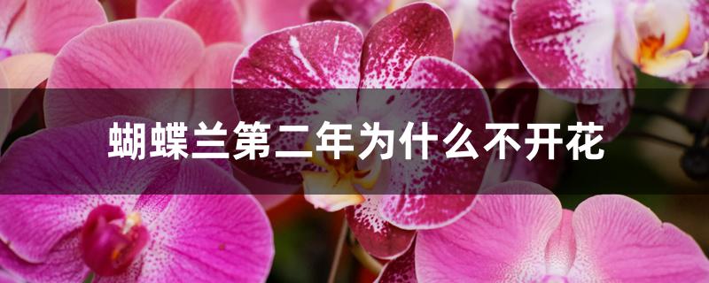 蝴蝶兰第二年为什么不开花 蝴蝶兰第二年为什么不开花