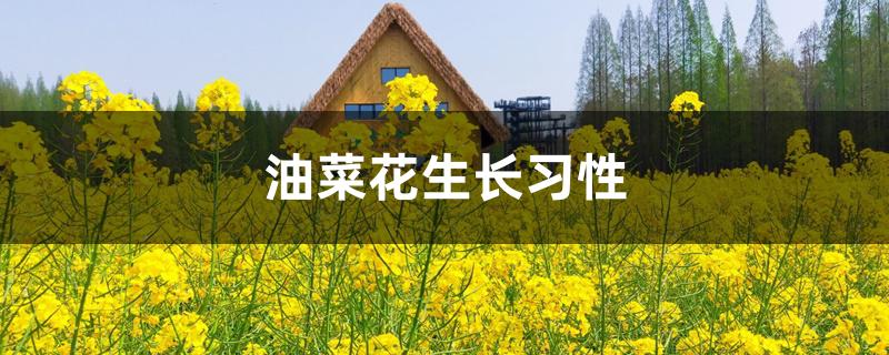油菜花生长习性 油菜花生长习性