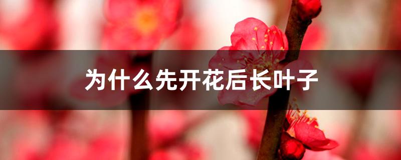 为什么先开花后长叶子 为什么先开花后长叶子