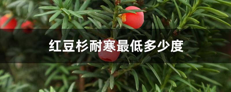 红豆杉耐寒最低多少度 红豆杉耐寒最低多少度