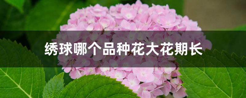 绣球哪个品种花大花期长 绣球哪个品种花大花期长
